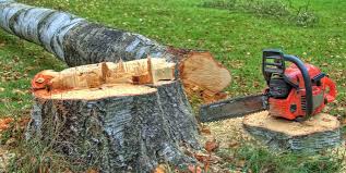 Best Tree Maintenance Programs  in Marlboro Village, MD