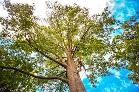 Best Lawn Pest Prevention  in Marlboro Village, MD
