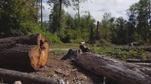 Best Arborist Consultation Services  in Marlboro Village, MD