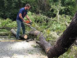 Best Firewood Processing and Delivery  in Marlboro Village, MD