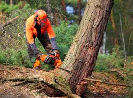 Best Pest Control for Lawns  in Marlboro Village, MD