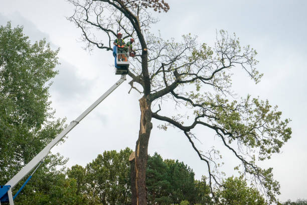 Best Storm Damage Tree Cleanup  in Marlboro Village, MD