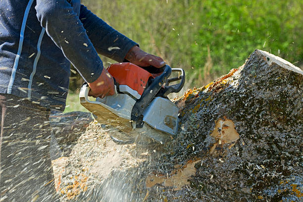 Lawn Renovation and Restoration in Marlboro Village, MD